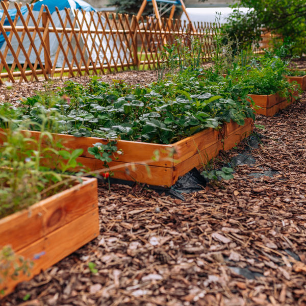 Edukacja żywieniowa z dietetykiem – Przedszkole Zaczarowany Ogród